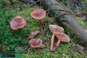 Lactarius hepaticus (1) (1200 x 800).jpg_product_product_product_product